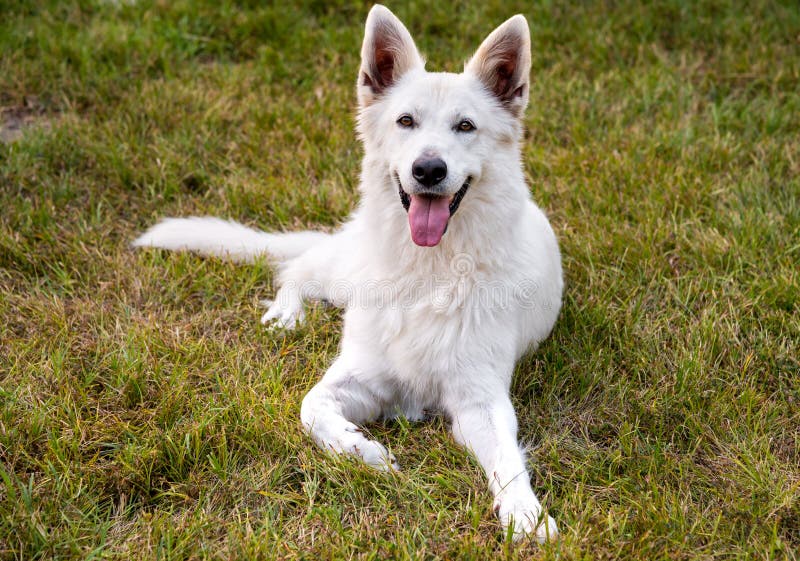 White Swiss Shepherd Dog Outdoor in the Field Stock Photo - Image of ...