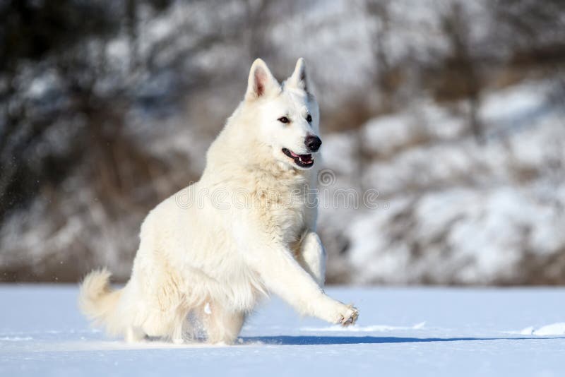 White Swiss Shepherd Dog Running on Snow Stock Photo - Image of game ...