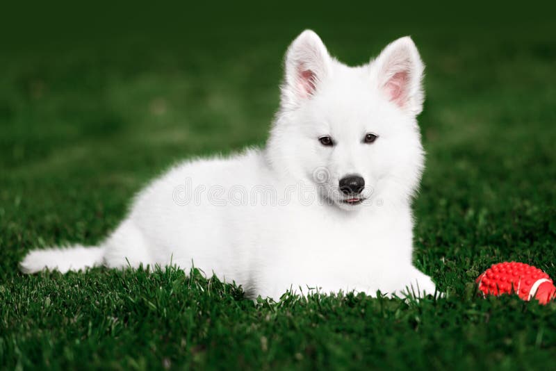 White Swiss Shepherds Puppy Stock Photo - Image of lovely, mammal: 60713270