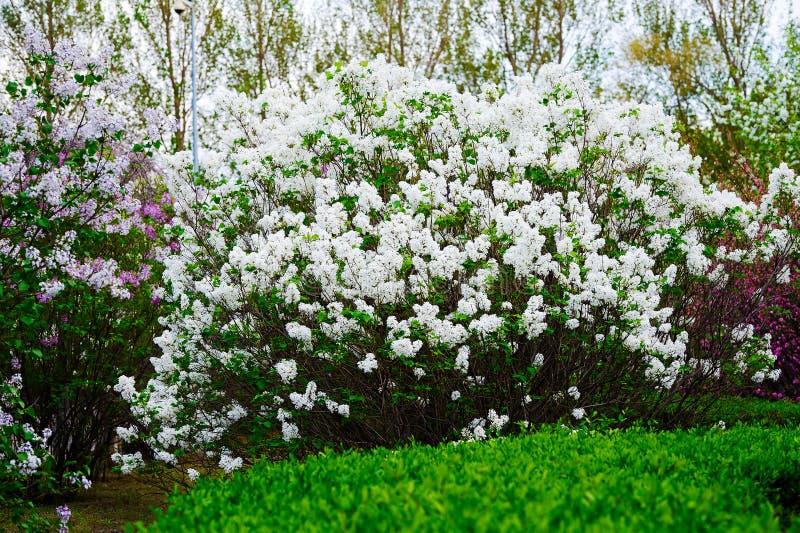 The white syringa flowers