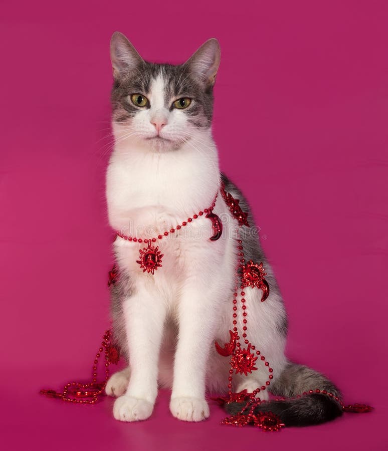 White and Tabby Cat in Red Hat and Christmas Tinsel Sitting on B Stock