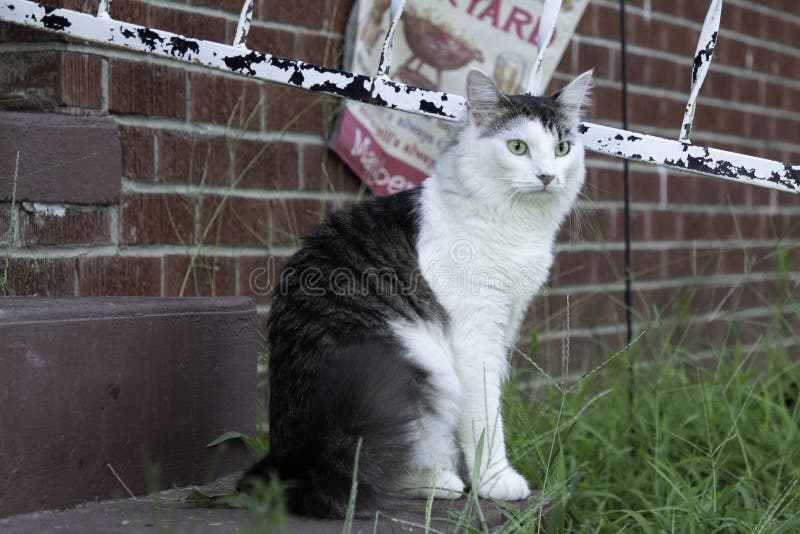 A White and Tabby Cat in a Yard Stock Photo Image of hair, cute 252483870