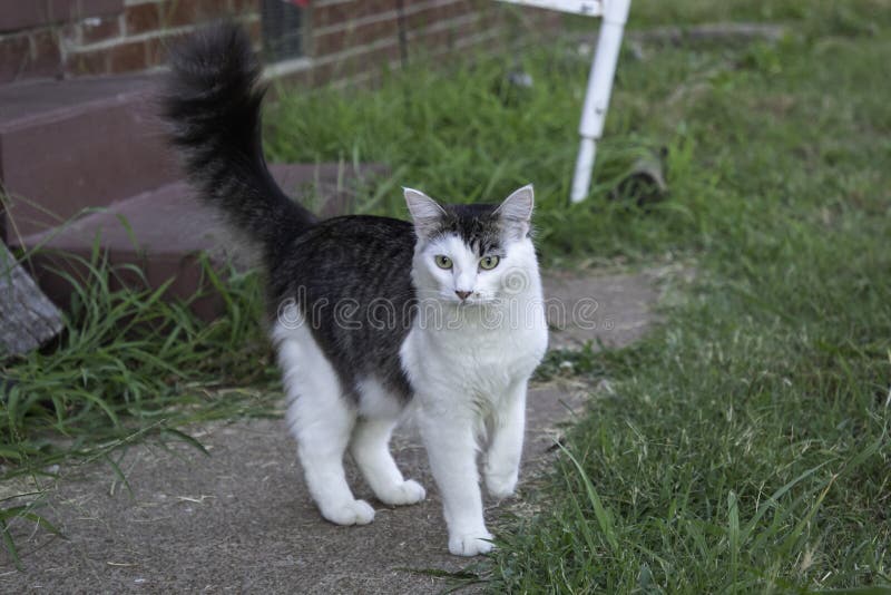 A White and Tabby Cat in a Yard Stock Image Image of white, tabby