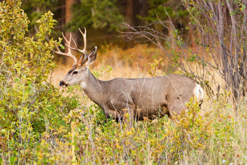 White Tail Buck royalty free stock photography