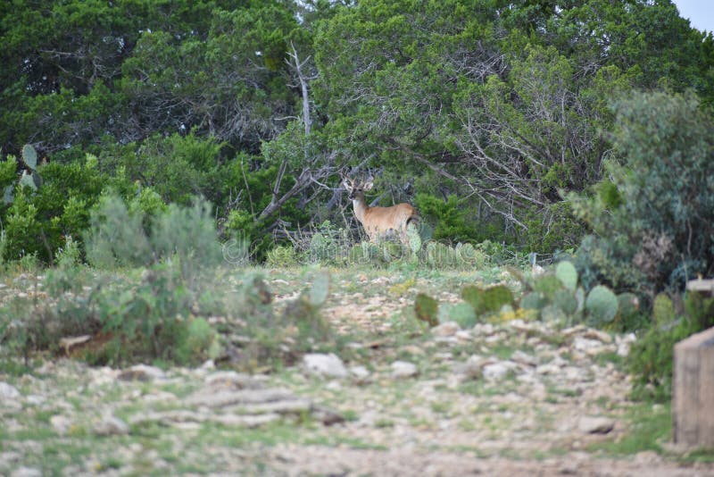 White Tail Buck Deer royalty free stock images White Tail Buck Deer royalty free stock images