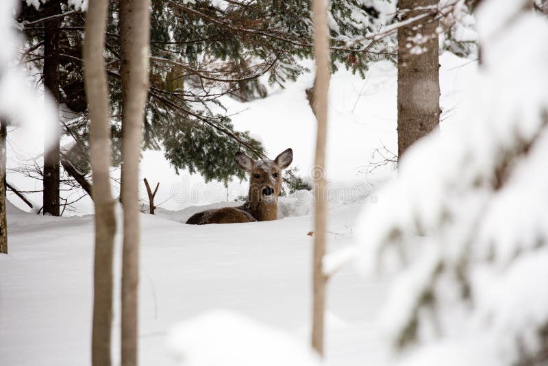 White Tail Deer Bedded Down in Snow with Snow on Her Stock Image