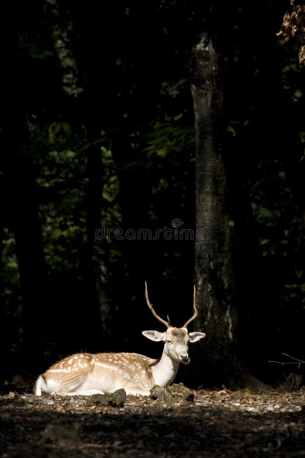 White Tail Deer Buck stock images