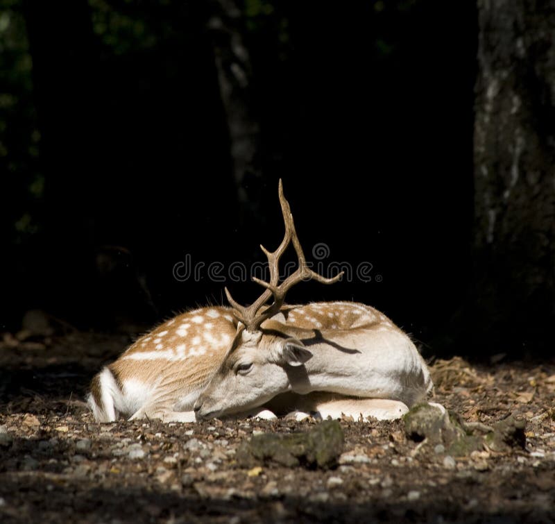 White Tail Deer Buck royalty free stock photos