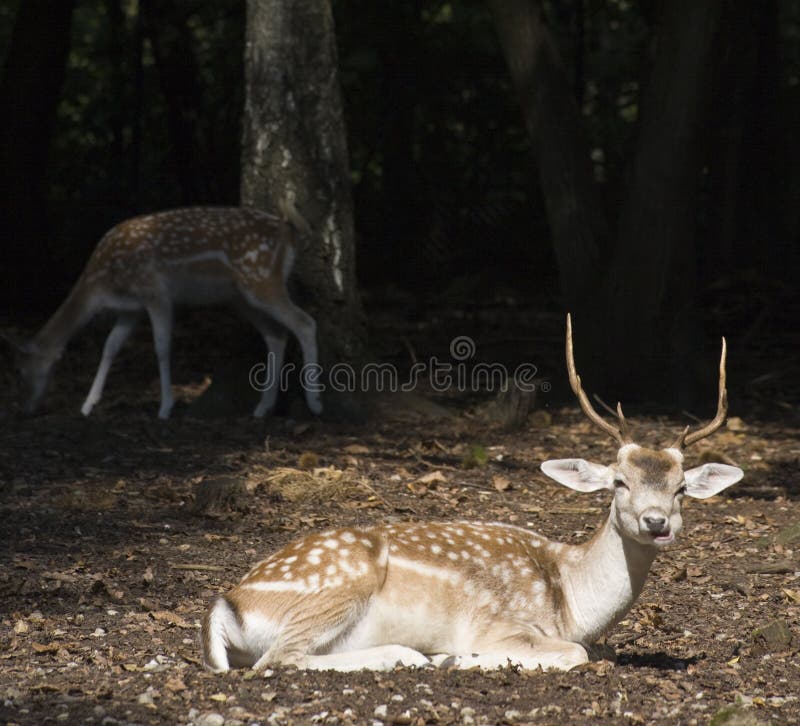 White Tail Deer Buck royalty free stock photos