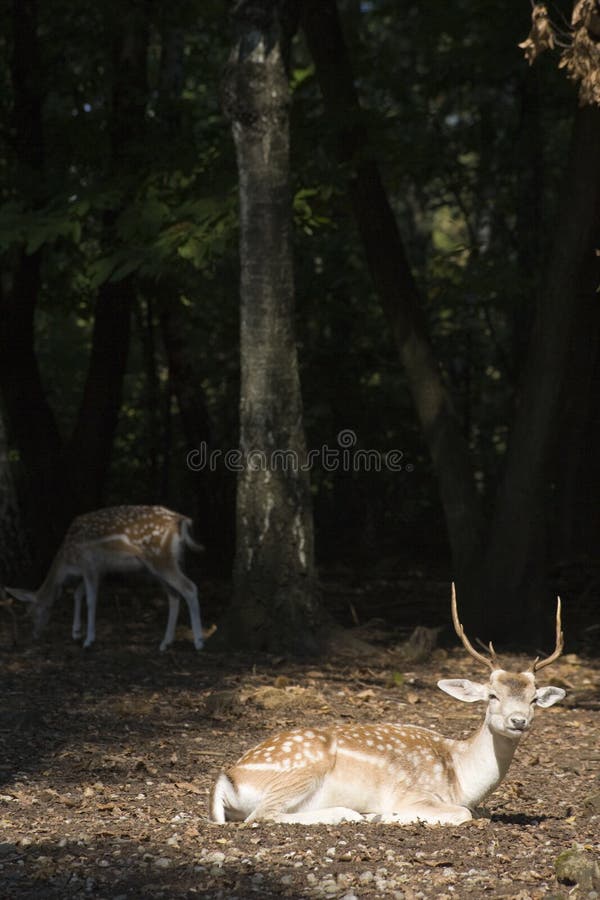 White Tail Deer Buck royalty free stock photo