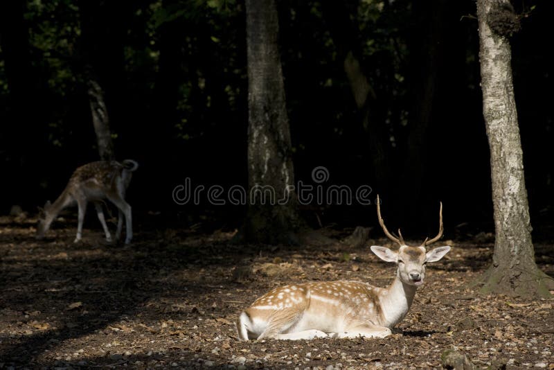 White Tail Deer Buck royalty free stock image
