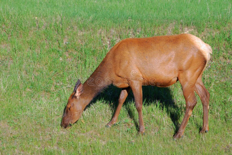 White tail deer eating grass