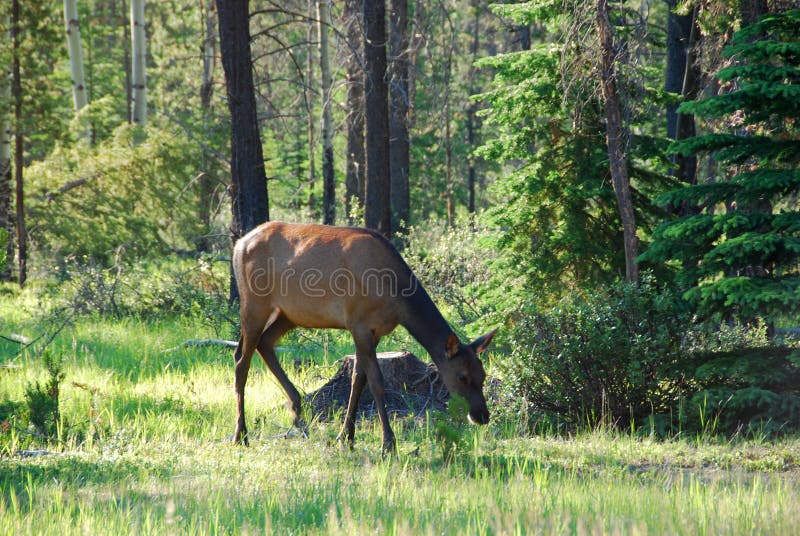 White tail deer eating grass