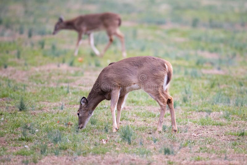 White Tail Deer Eating Grasses in the Meadows Stock Photo Image of