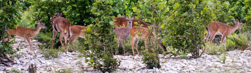 White Tail Deer stock photography