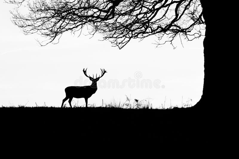 Skylined Deer on Hunt stock photos