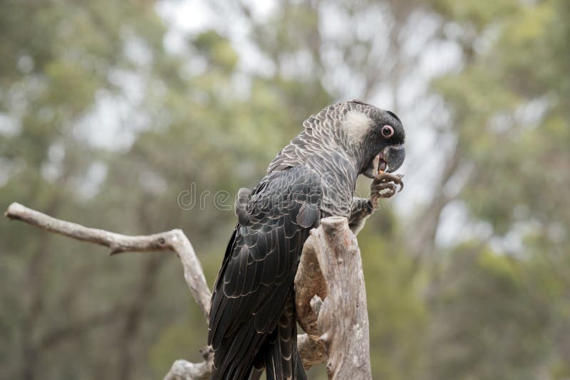 The White Tailed Black Cockatoo is on a Perch Eating a Nut Stock Image
