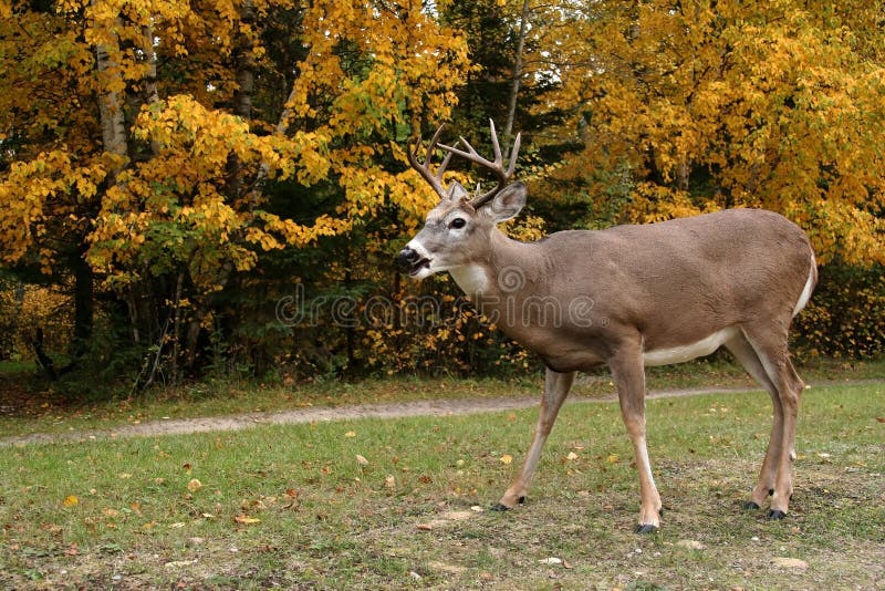 White tailed deer