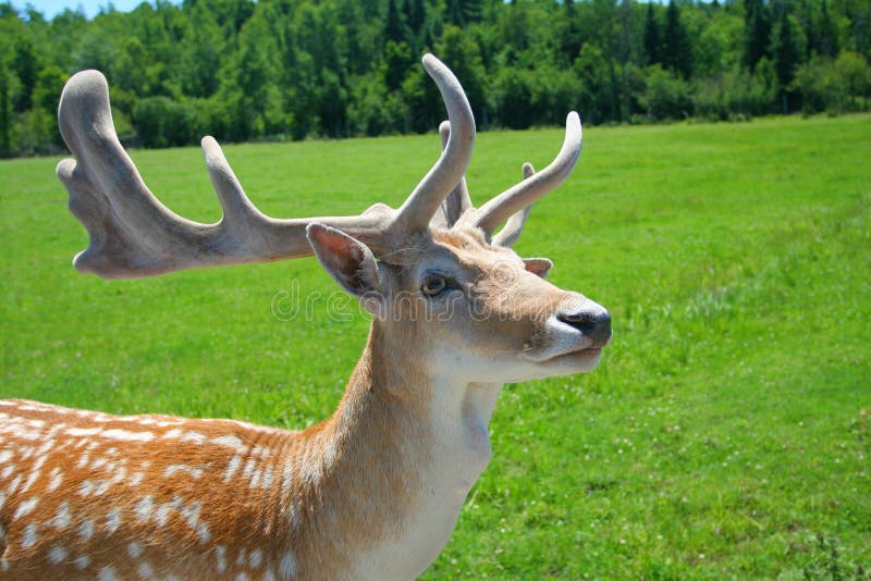 White-Tailed Deer