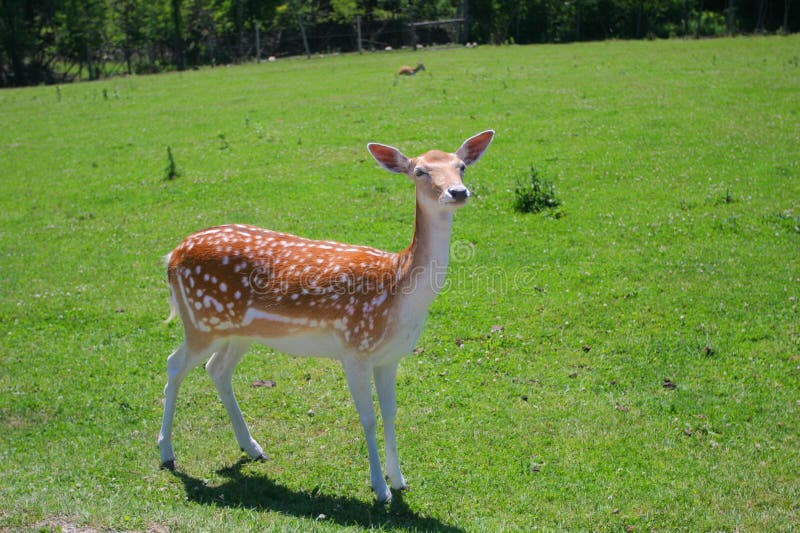 White-Tailed Deer