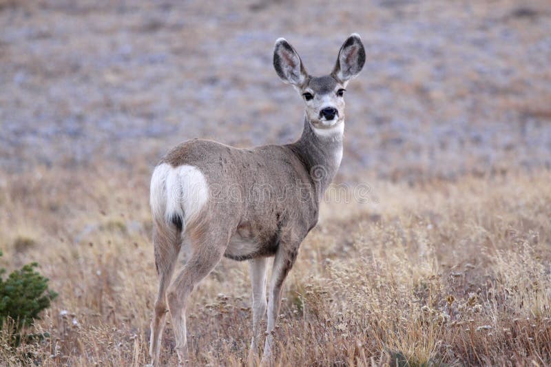 White tailed deer stock image