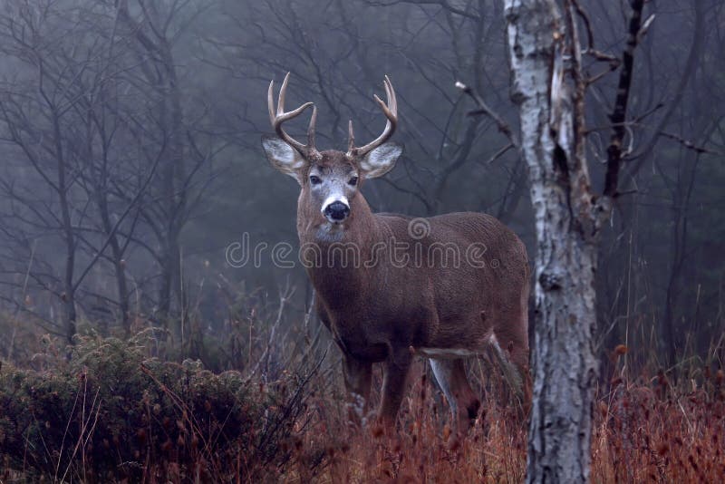 White-tailed deer buck in the autumn fog in the forest, Canada stock images