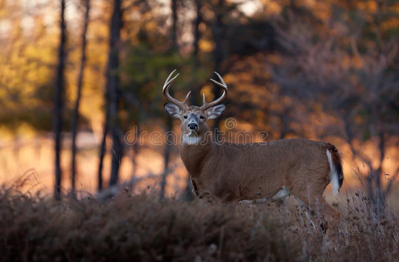 White-tailed deer buck in autumn rut, Canada stock photos White-tailed deer buck in autumn rut, Canada stock photos