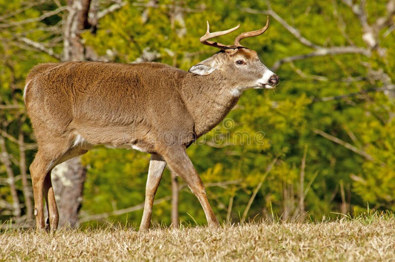 A White Tailed Deer at Cades Cove with his ears layed back ready for battle. A White Tailed Deer at Cades Cove with his ears layed back ready for battle.