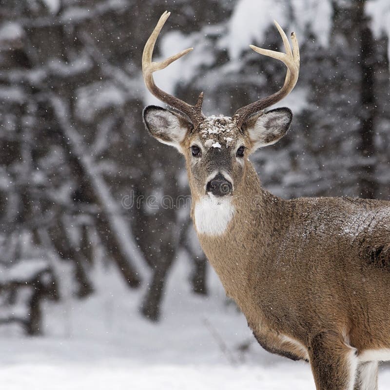 White-tailed deer buck stock photo. Image of square, wildlife - 72422878