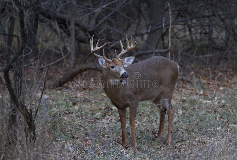 A White-tailed deer buck closeup in autumn meadow stock photo