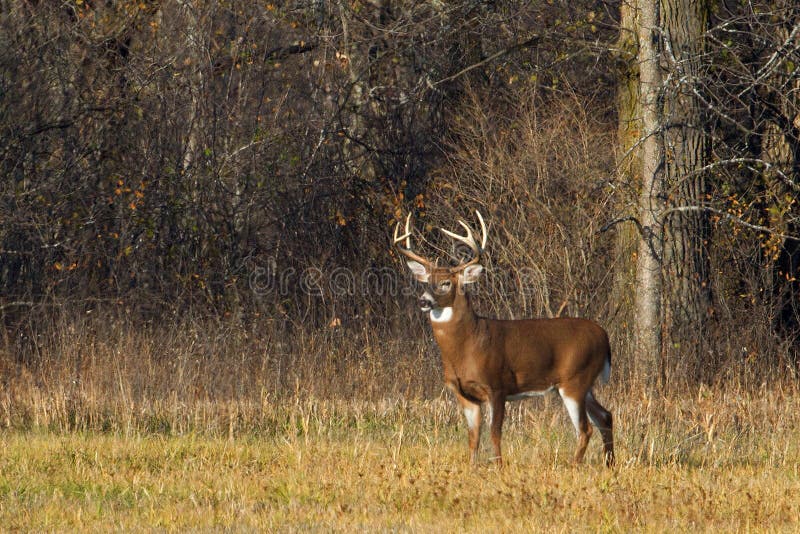 A white-tailed deer buck in the early morning light during the rut