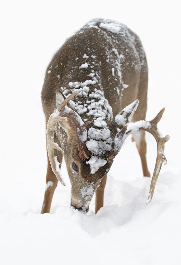 A White-tailed deer buck feeding in the winter snow royalty free stock images