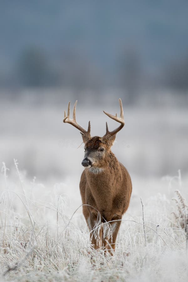 White-tailed Deer Buck in Frost Covered Field Stock Photo - Image of ...
