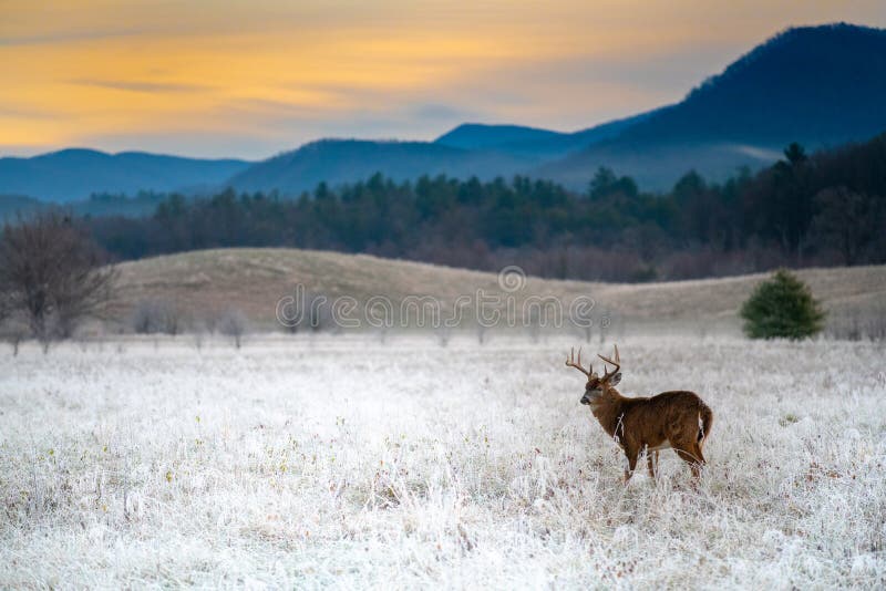 White-tailed deer buck in frosty field