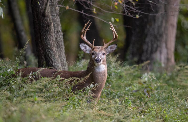 White Tailed Deer Buck stock image