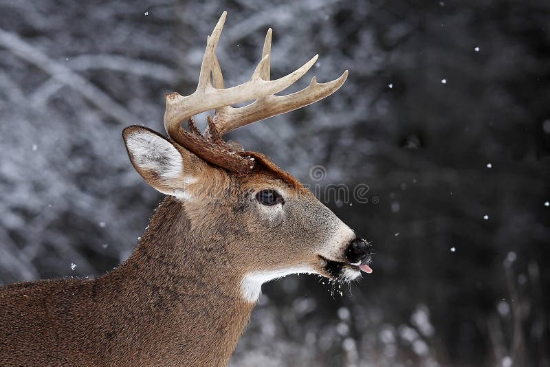 White-tailed deer buck stock image White-tailed deer buck stock image