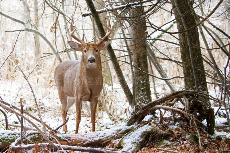 White-tailed deer buck royalty free stock photos