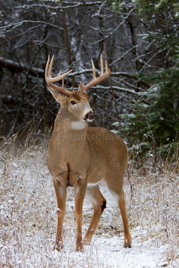 White-tailed deer buck royalty free stock photography