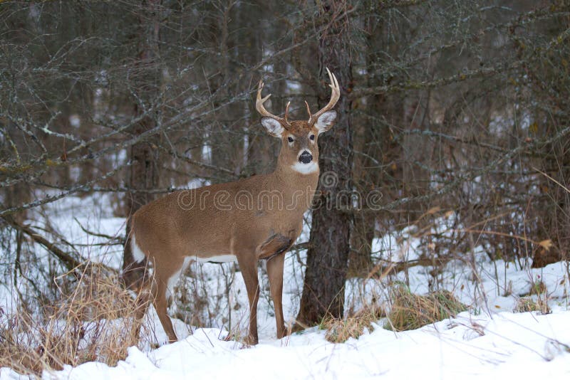 White-tailed deer buck stock photo White-tailed deer buck stock photo