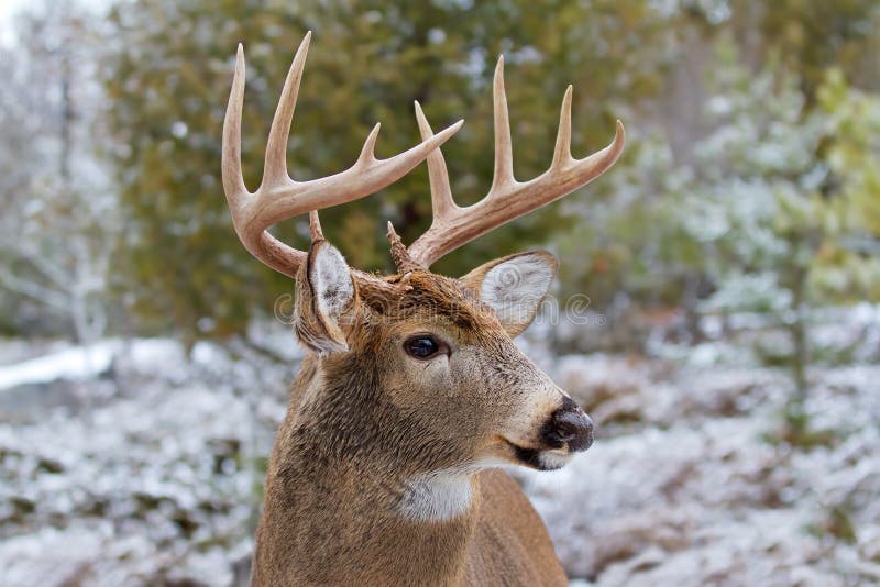 White-tailed deer buck royalty free stock image