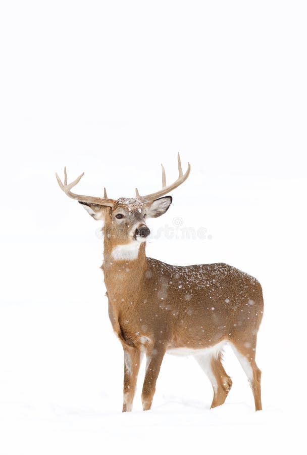 2,340 White Tailed Deer Winter Stock Photos Free & RoyaltyFree Stock