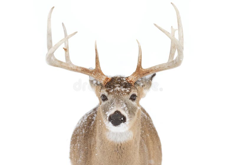 White-tailed deer buck isolated on white background standing in the falling snow in Canada stock images White-tailed deer buck isolated on white background standing in the falling snow in Canada stock images