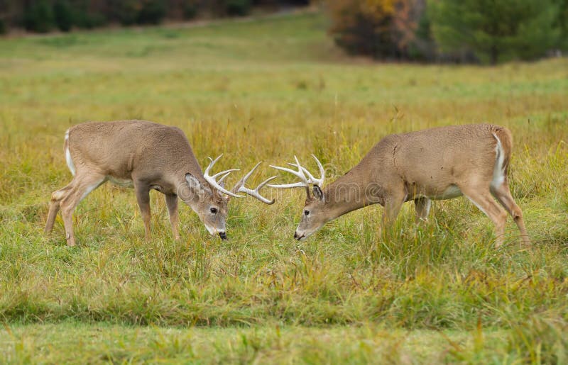 2 White-tailed deer bucks fighting during the rut in autumn royalty free stock photography 2 White-tailed deer bucks fighting during the rut in autumn royalty free stock photography