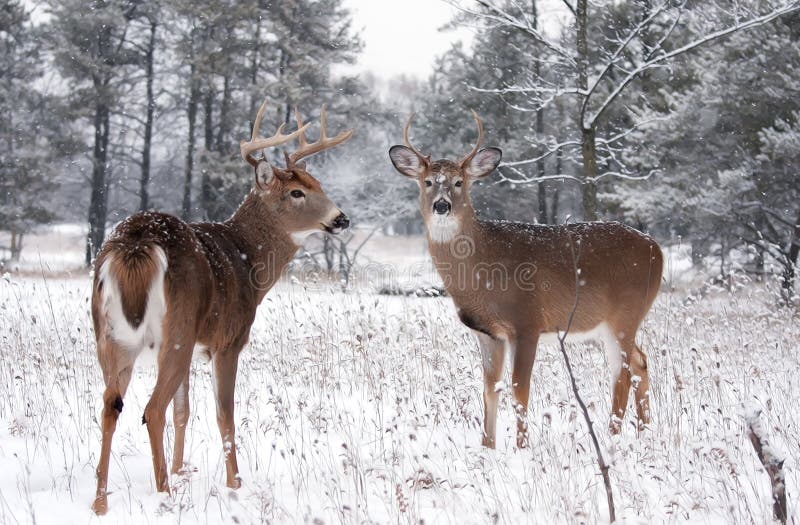 Whitetailed Deer Bucks in Winter Stock Photo Image of trophy