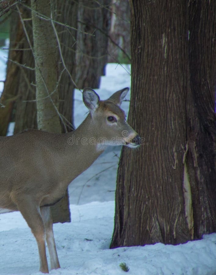White tailed deer by cedar trees in winter with snow stock images White tailed deer by cedar trees in winter with snow stock images