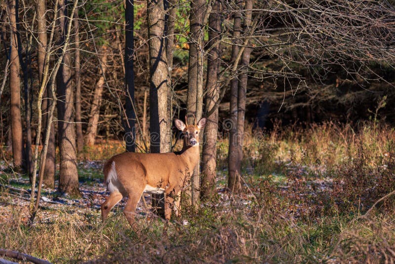 White Tailed Deer closeup in the woods stock image White Tailed Deer closeup in the woods stock image