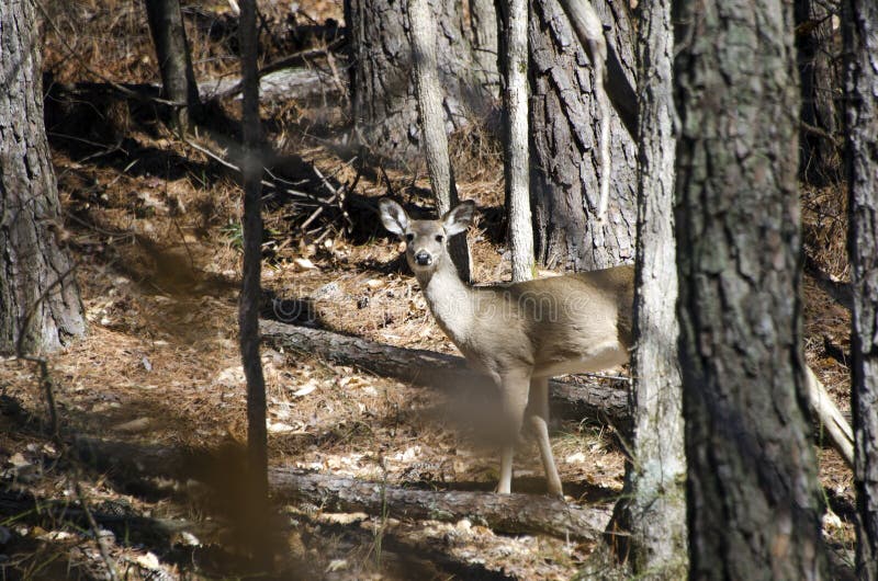 White-tailed Deer doe camo in woods at quota hunt