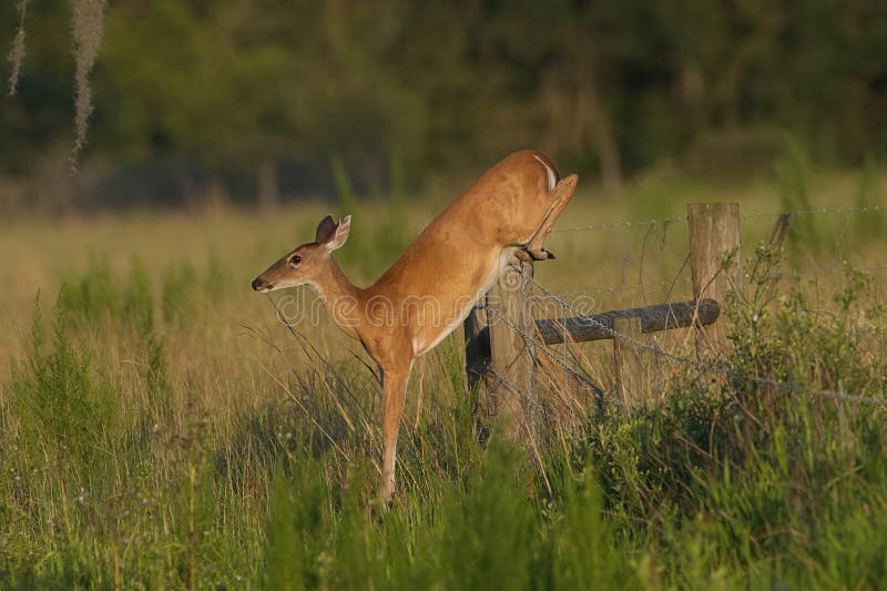 White Tailed Deer Doe Jumping Barbed Wire Fence Stock Image Image of