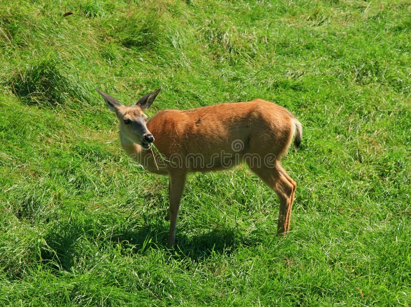 White-tailed deer eating grass
