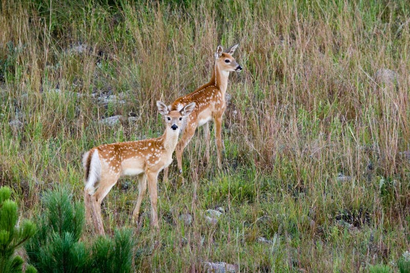 White Tailed Deer Fawns royalty free stock photography